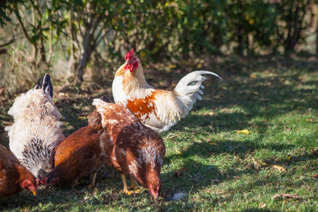 Gorosarri Lägenhet Escoriaza Exteriör bild
