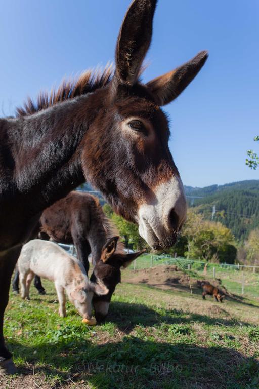 Gorosarri Lägenhet Escoriaza Exteriör bild